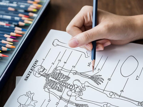 Human Anatomy Coloring Book: 100+ Illustrations & Facts in Anatomy