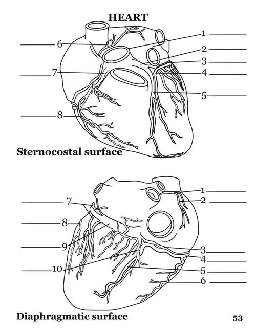 Human Anatomy Coloring Book: 100+ Illustrations & Facts in Anatomy