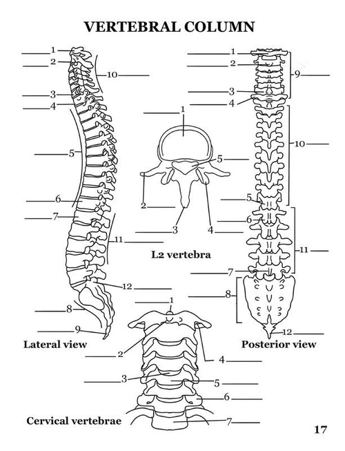 Human Anatomy Coloring Book: 100+ Illustrations & Facts in Anatomy
